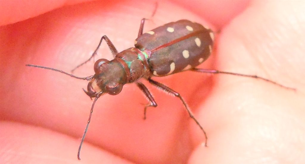 Calomera littoralis nemoralis